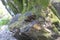 Tree stump, sawn tree covered with moss, overgrown