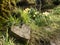 Tree stump in the shape of heart among daffodils