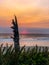 Tree stump silhouette at sunset