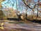 Tree stump, snowy , snow, woodland clearing , leaves, branches, forest, dusting of snow