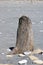 Tree stump and stones on beach Okarito New Zealand