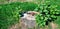 Tree stump in the summer park. Wide photo