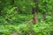 Tree stump surrounded be vegetation