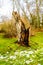 Tree stump of a tree that was knocked down by a lightning strike in Campbell Valley Park