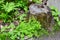 Tree stump and variety of green leafy plants along hiking trail at Algonquin Park