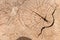 Tree stump, wooden texture, Top view