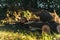 Tree Stumps as Park Benches. Rest place. Felled tree in the forest. USA