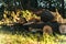 Tree Stumps as Park Benches. Rest place. Felled tree in the forest. USA