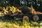 Tree Stumps as Park Benches. Rest place. Felled tree in the forest. USA