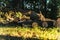 Tree Stumps as Park Benches. Rest place. Felled tree in the forest. USA