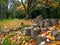 Tree Stumps in Autumn Fall season