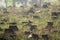 Tree stumps in a clear cut forest