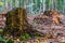 Tree stumps of cut down trees in the liesbos forest of breda, The netherlands