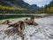 Tree stumps after deforestation near Gosauseen or Vorderer Gosausee lake, Austria
