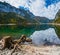 Tree stumps after deforestation near Gosauseen or Vorderer Gosausee lake, Upper Austria