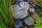 Tree Stumps and Grass Detail