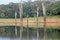 Tree Stumps Reflected In The Still Waters Of Lake Periyar