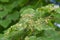 Tree suffers from infection in summer, gall mite