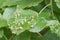 Tree suffers from infection in summer, gall mite