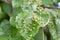 Tree suffers from infection in summer, gall mite