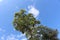 Tree, summer blue sky, the bird`s eye viewer in Obzor from the Bulgarian Black Sea coast