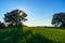 Tree with sun with lightning behind in a green meadow field green grass and shadows