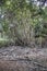 Tree in Sundarbans national park in Bangladesh