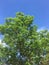 Tree on a sunny day in a small town in rural North Dakota summer