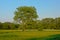 Tree in a sunny meadow with many white and yellow wildflowers with a forest behind