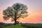 Tree at Sunset