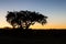 Tree at sunset in Alentejo, Portugal