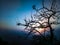 Tree and a sunset background evening sky with a beautifull colour scheme and a perfect tone best use as a background