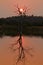 Tree and Sunset On pound