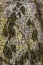 Tree surface of silk floss tree, Ceiba insignis Chorisia Speciosa