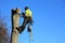 A tree surgeon