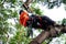 Tree surgeon climbing tall tree on ropes used safety equipment.