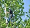 Tree surgeon using safety ropes