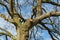 Tree surgery on a large oak.