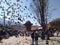 Tree surrounded by pigeons flying around tourists