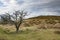 Tree surviving the Dartmoor harsh landscape