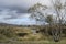 Tree surviving the harsh Rannoch Moor weather