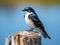 Tree swallow