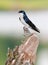 Tree Swallow