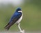 Tree swallow