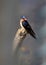 Tree swallow bird
