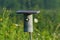 Tree Swallow Bird Pokes Out of Bluebird Nesting Box