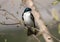 Tree Swallow bird Tachycineta bicolor