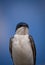 A tree swallow on a blue sky