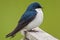 Tree Swallow Close-up