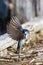 Tree Swallow Collecting Nesting Material